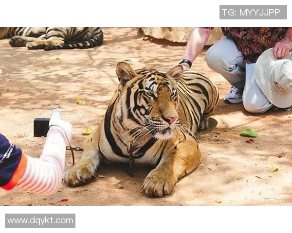 兵工厂与老虎分析的深度对比与启示探讨